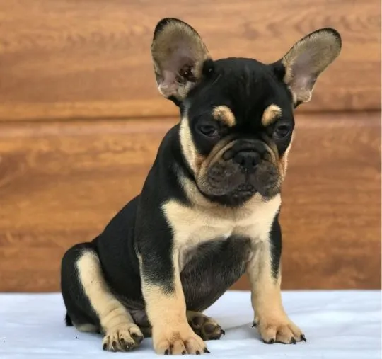 Szczenięta buldoga francuskiego AKC  Whatsapp +447506188115, , london