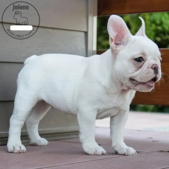 Szczenięta buldoga francuskiego AKC  Whatsapp +447506188115, , london