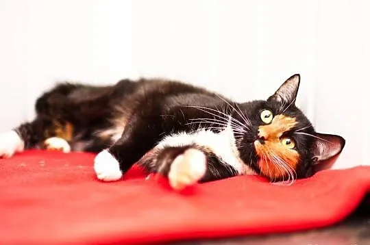 OTOZ Animals - SCARLETT - cudowna szylkretka czeka