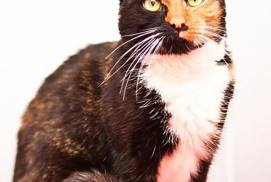 OTOZ Animals - SCARLETT - cudowna szylkretka czeka