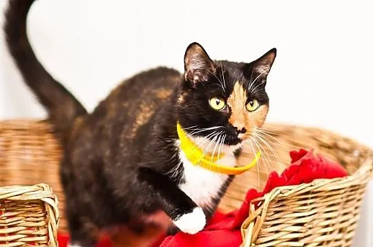 OTOZ Animals - SCARLETT - cudowna szylkretka czeka