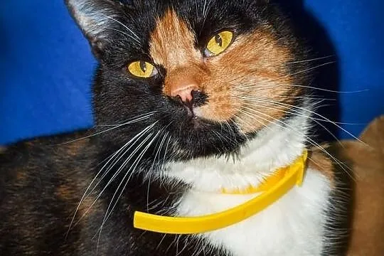 OTOZ Animals - SCARLETT - cudowna szylkretka czeka
