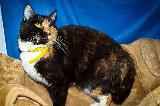 OTOZ Animals - SCARLETT - cudowna szylkretka czeka