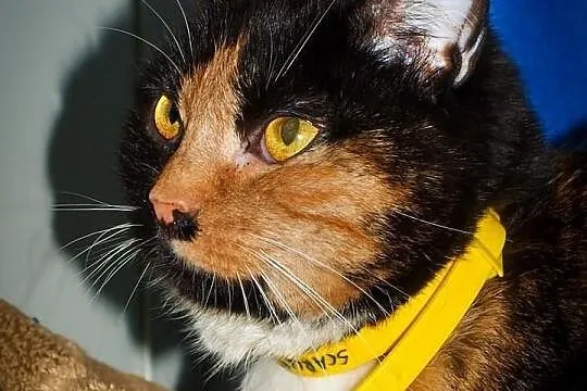 OTOZ Animals - SCARLETT - cudowna szylkretka czeka