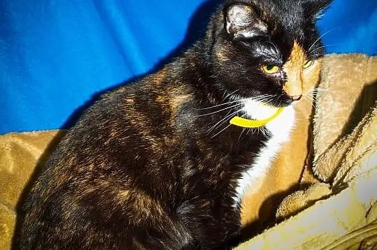 OTOZ Animals - SCARLETT - cudowna szylkretka czeka