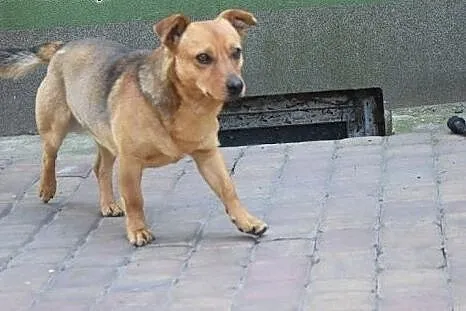 Ocal młodego Bercika przed złym schroniskiem daj m