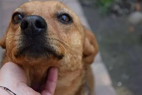 Ocal młodego Bercika przed złym schroniskiem daj m