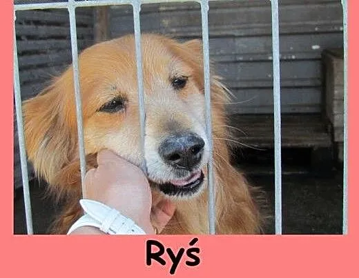 Ryś - nieduży rudy Ryś przytulak, śląskie Katowic