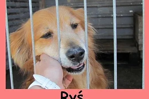 Ryś - nieduży rudy Ryś przytulak, śląskie Katowice