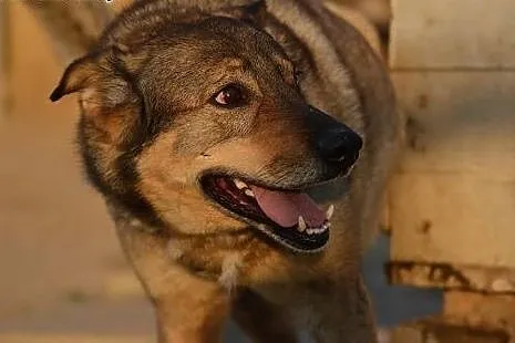 6 letni TOBI szuka domku, takiego na zawsze