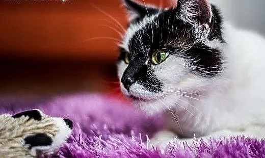 Ohio - roczna ROZMRUCZANA PIESZCZOCHA do adopcji,