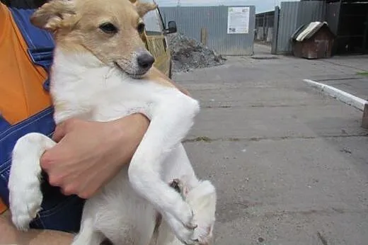 Bunia - kochana delikatna sunia do adopcji,  małop