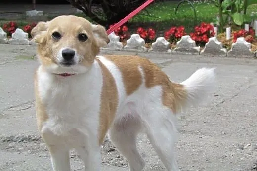 Bunia - kochana delikatna sunia do adopcji,  małop