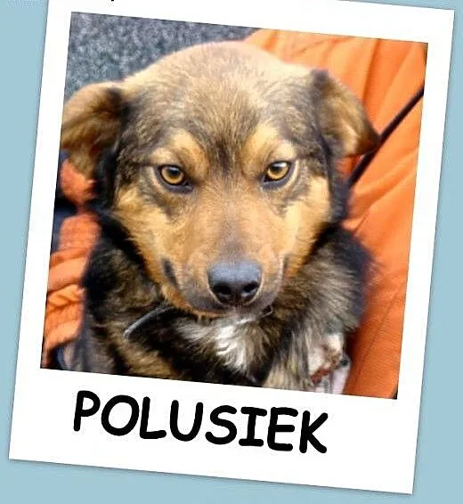 Przemiły piesek POLUŚ na trzech łapkach,łagodny,pr