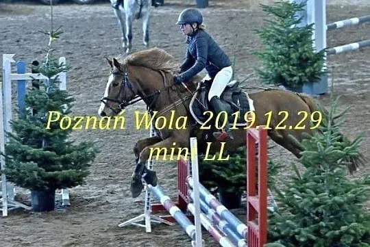 Sprzedam Piękna klacz, , 