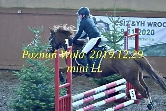 Sprzedam Piękna klacz, , 