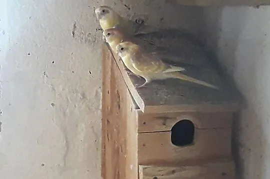 Świergoty i faliste