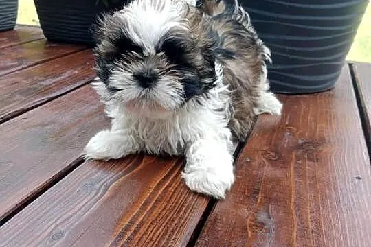 Szczeniaczki shihtzu, Świętokrzyskie, Krasocin
