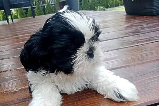 Szczeniaczki shihtzu, Świętokrzyskie, Krasocin