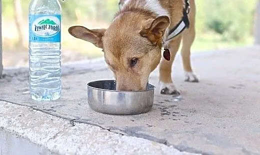 Baścik - mały, smypatyczny, młody - do adopcji, d