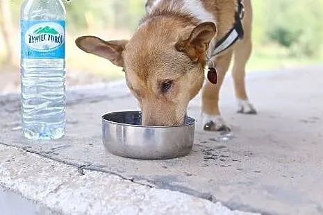 Baścik - mały, smypatyczny, młody - do adopcji,  d