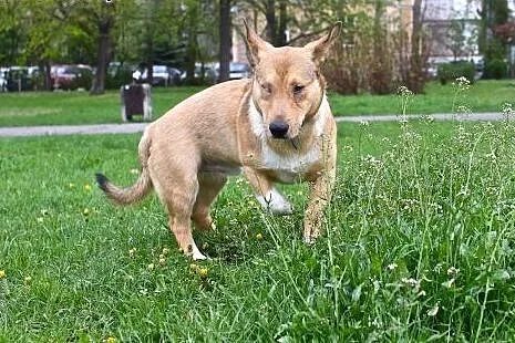 Baścik - mały, smypatyczny, młody - do adopcji,  d