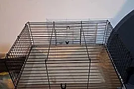 Klatka dla świnki morskiej 34/42/57 cm