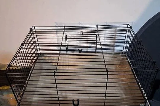 Klatka dla świnki morskiej 34/42/57 cm
