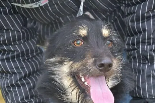 Młodziutka i bardzo towarzyska sunieczka Irka do bardzo pilnej adopcji