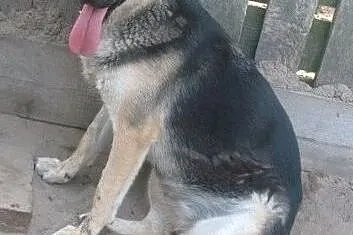 Maja młoda w typie owczarka szuka domu na zawsze, 