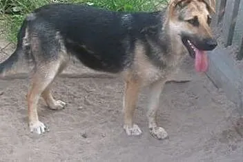 Maja młoda w typie owczarka szuka domu na zawsze, 