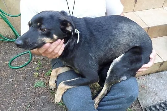 12 miesięczna wysterylizowana suczka Sonia