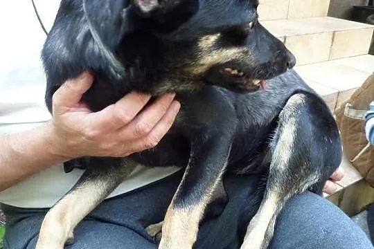 12 miesięczna wysterylizowana suczka Sonia