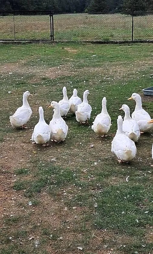 Kaczki Pekin, Opolskie, Miedziana