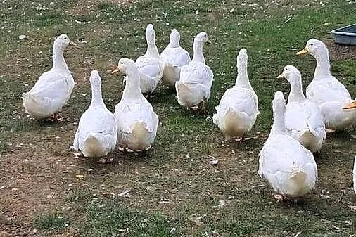 Kaczki Pekin, Opolskie, Miedziana