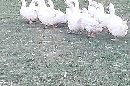 Kaczki Pekin, Opolskie, Miedziana