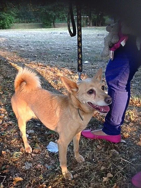 Laila- malutka , młoda sunia do adopcji _