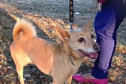 Laila- malutka , młoda sunia do adopcji _