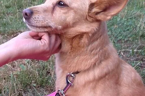 Laila- malutka , młoda sunia do adopcji _