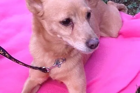 Laila- malutka , młoda sunia do adopcji _
