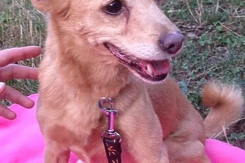 Laila- malutka , młoda sunia do adopcji _