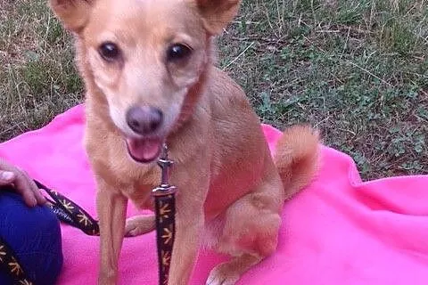 Laila- malutka , młoda sunia do adopcji _