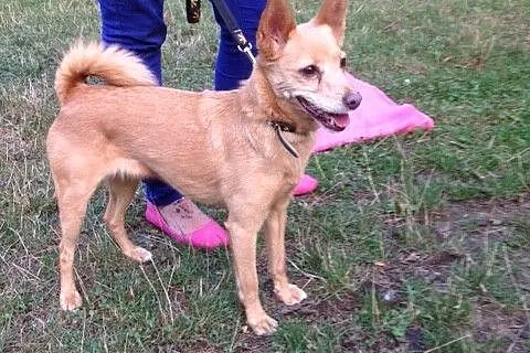 Laila- malutka , młoda sunia do adopcji _
