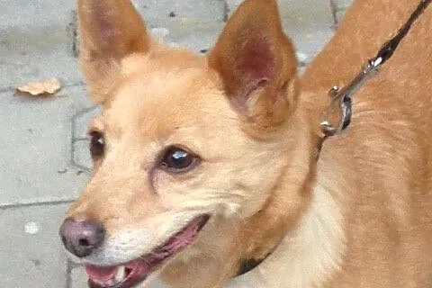 Laila- malutka , młoda sunia do adopcji _