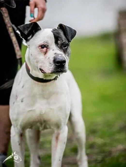 Bratek - amstaff jakich mało!, mazowieckie Radom