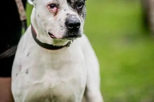Bratek - amstaff jakich mało!,  mazowieckie Radom