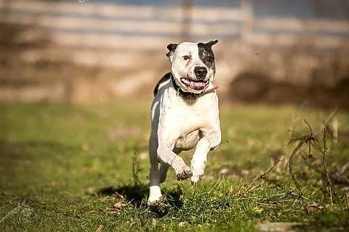 Bratek - amstaff jakich mało!,  mazowieckie Radom