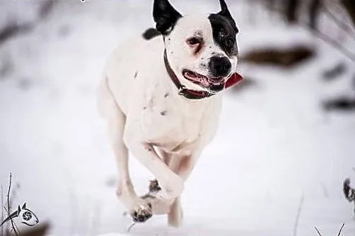 Bratek - amstaff jakich mało!,  mazowieckie Radom