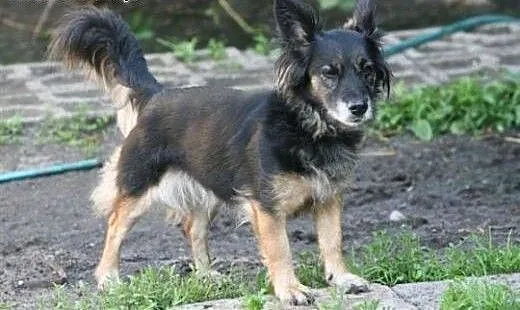 Mała kochana Pysia wróciła z adopcji po 8 latach.