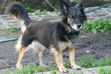 Mała kochana Pysia wróciła z adopcji po 8 latach. 